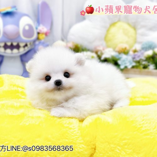 {"ARInfo":{"IsUseAR":false},"Version":"1.0.0","MakeupInfo":{"IsUseMakeup":false},"FaceliftInfo":{"IsChangeEyeLift":false,"IsChangeFacelift":false,"IsChangePostureLift":false,"IsChangeNose":false,"IsChangeFaceChin":false,"IsChangeMouth":false,"IsChangeThinFace":false},"BeautyInfo":{"SwitchMedicatedAcne":false,"IsAIBeauty":false,"IsBrightEyes":false,"IsSharpen":false,"IsOldBeauty":false,"IsReduceBlackEyes":false},"HandlerInfo":{"AppName":2},"FilterInfo":{"IsUseFilter":false}}