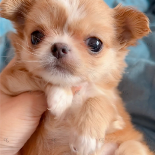 螢幕擷取畫面 2025-08-30 235924